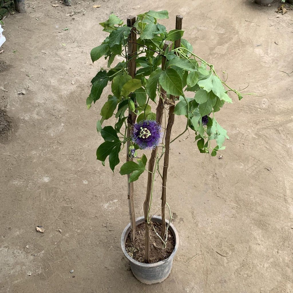 Passion Flower / Rakhi Bel (Blue) in 8 Inch Nursery Pot