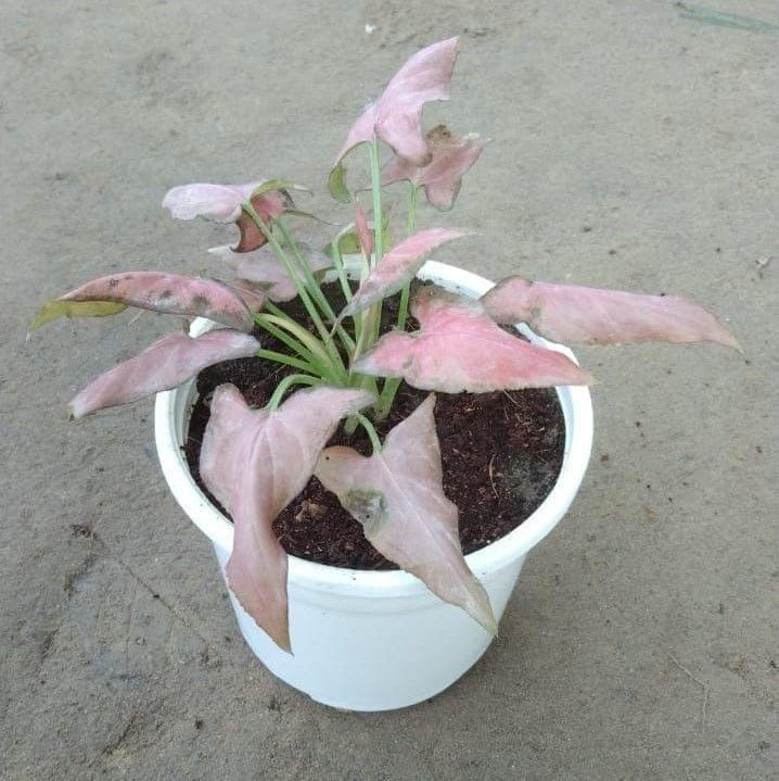 Syngonium Red in 4 Inch White Nursery Pot