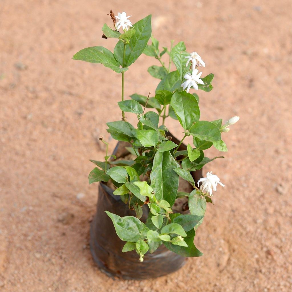 Mogra / Motia Jasmine All Time (Pune Variety) (any colour) in 6 Inch Nursery Bag