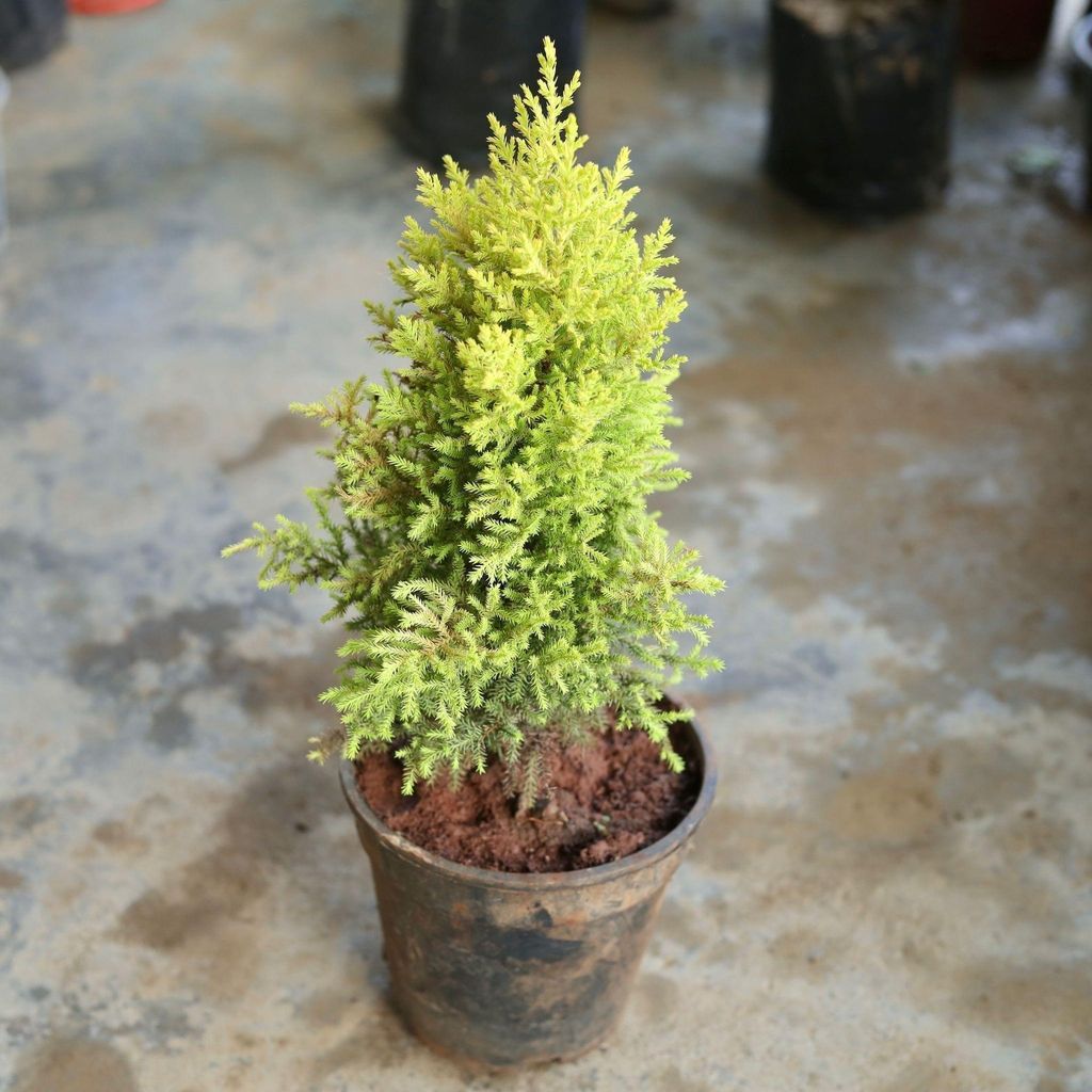 Golden Cypress in 8 Inch Nursery Pot