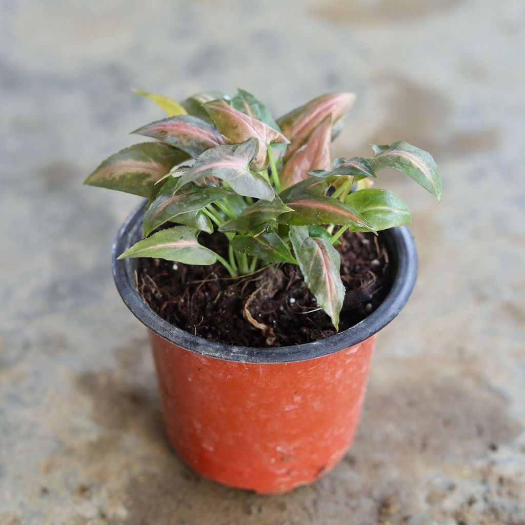 Syngonium Red in 4 Inch Nursery Pot