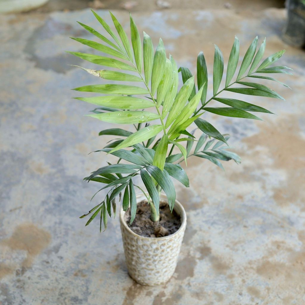 Chameadorea Palm in 4 Inch Ceramic Pot (Any Design,Colour)