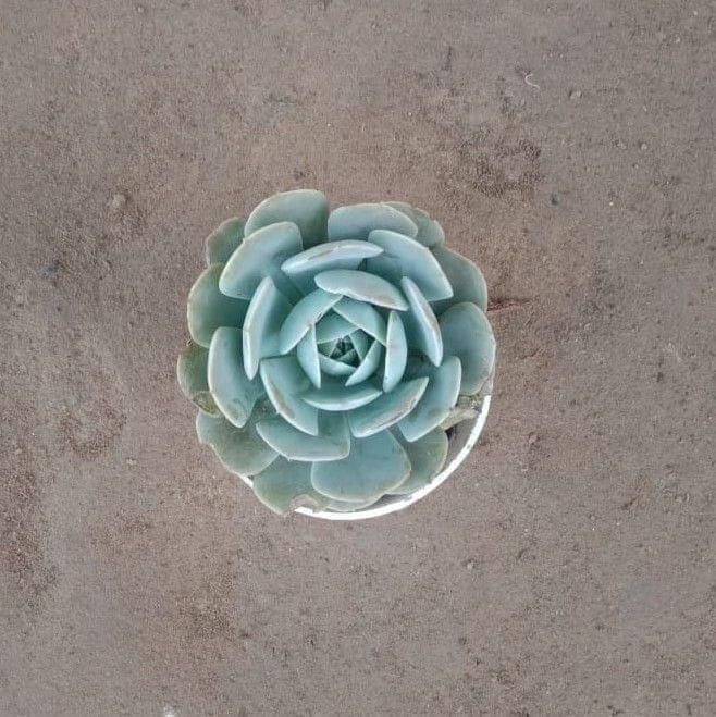 Echeveria Elegans Green Succulent in 3 Inch Nursery Pot