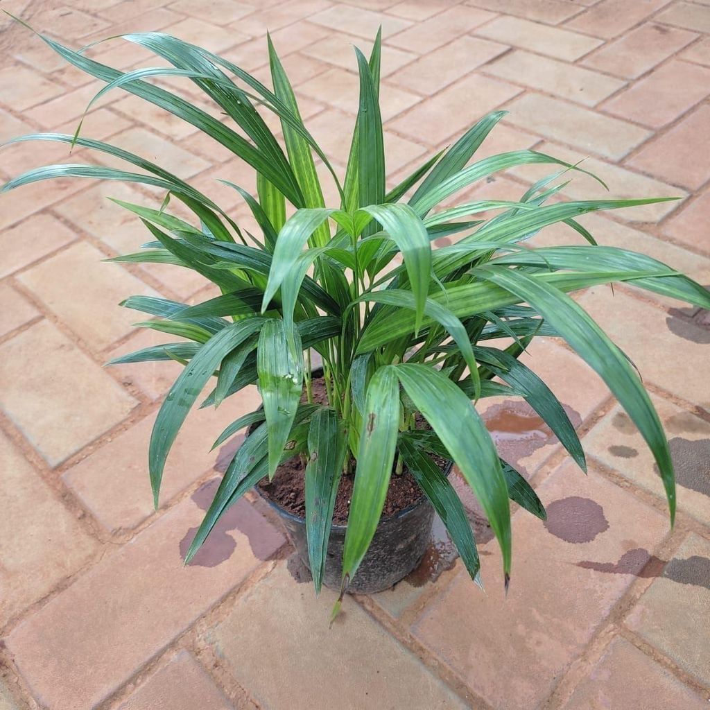 Areca Palm (~ 1 Ft) in 5 Inch Nursery Pot