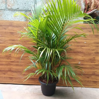 Buy Areca Palm (~ 3 ft)  in 10 Inch Plastic Pot Online | Urvann.com
