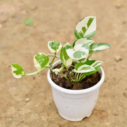 Buy Money Plant N'joy in 5 Inch Plastic Pot Online | Urvann.com