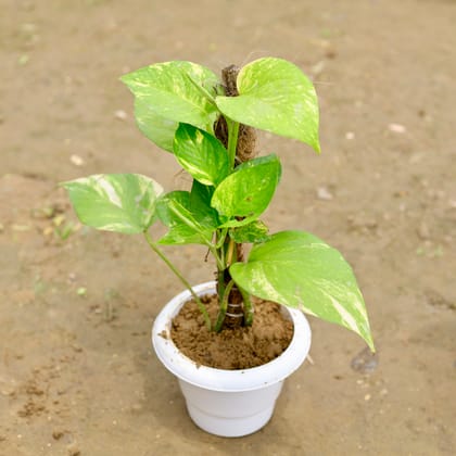 Buy Money Plant Desi with 1 Ft Moss Stick in 6 Inch White Classy Plastic Pot Online | Urvann.com