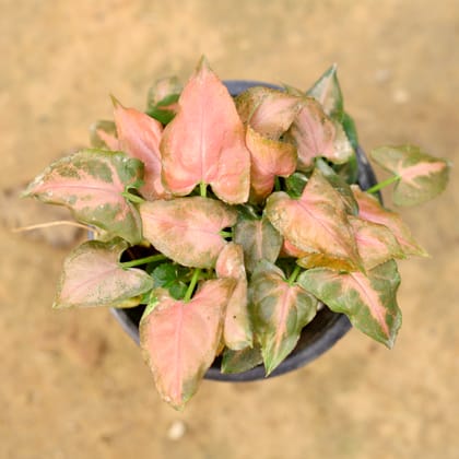 Buy Syngonium Brown Green in 4 Inch Nursery Pot Online | Urvann.com