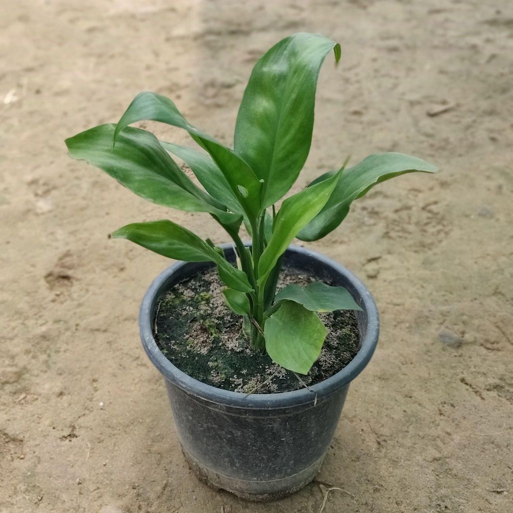 Peace Lily in 5 Inch Nursery Pot