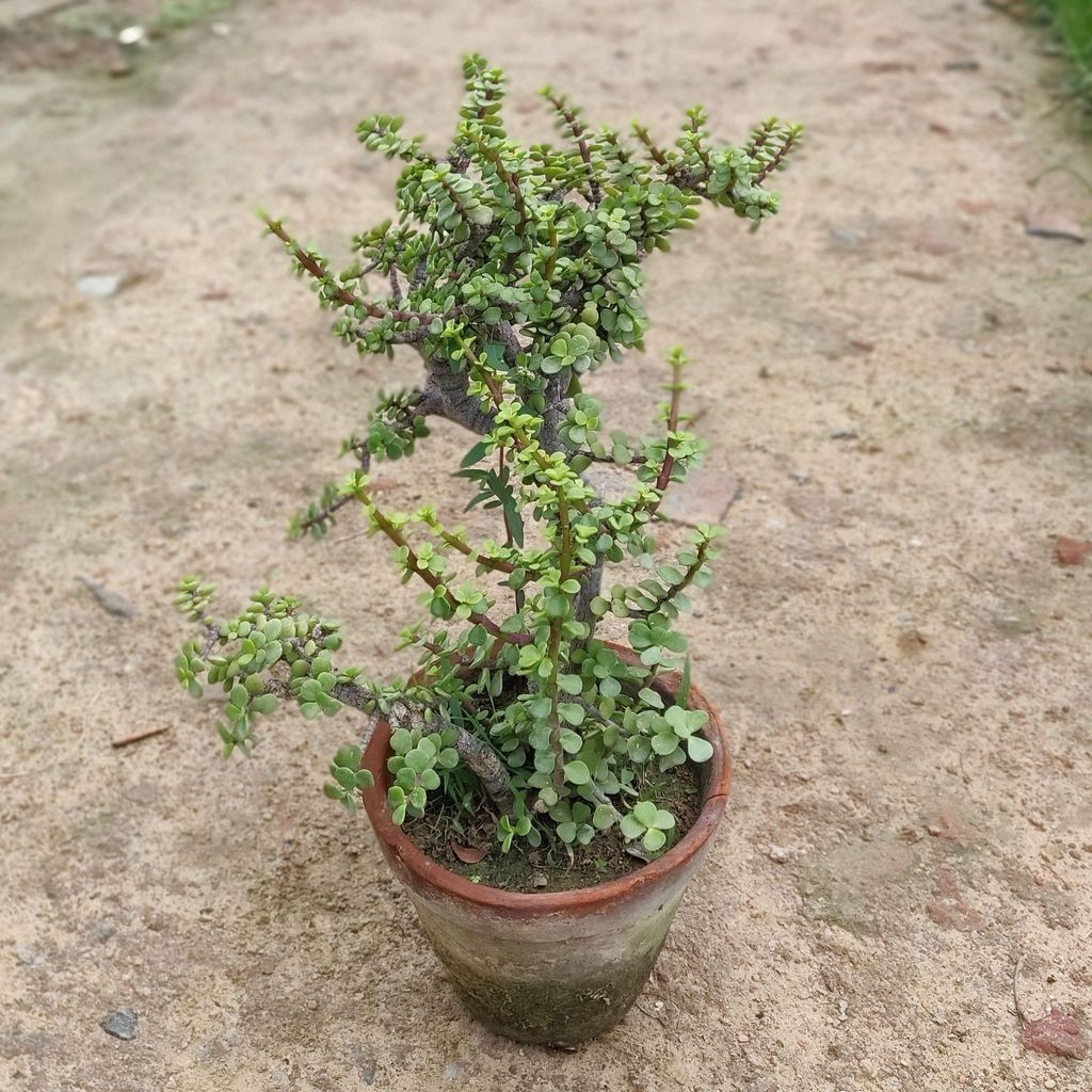 Jade Plant Bonsai in 8 Inch Terracotta Pot