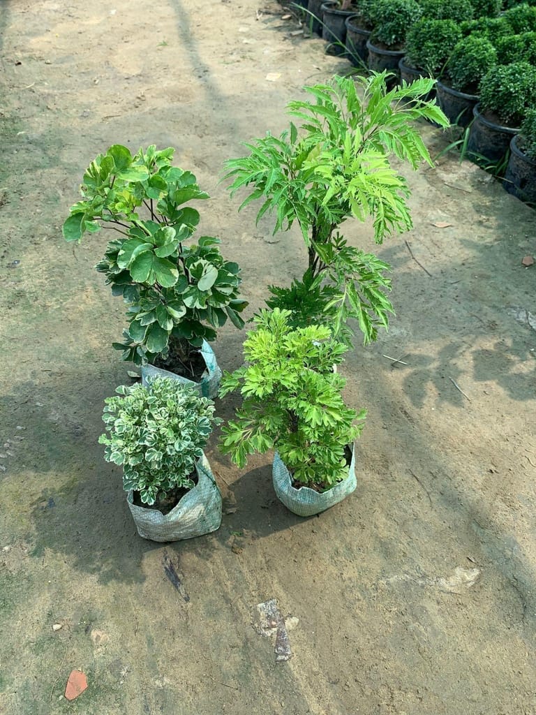 Set of 4 Aralias (Green, Neem, White & Butterfly) in 5 Inch Nursery Bag