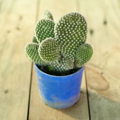 Bunny Ear Cactus / Opuntia Microdasy Albispina in 3 inch Nursery Pot