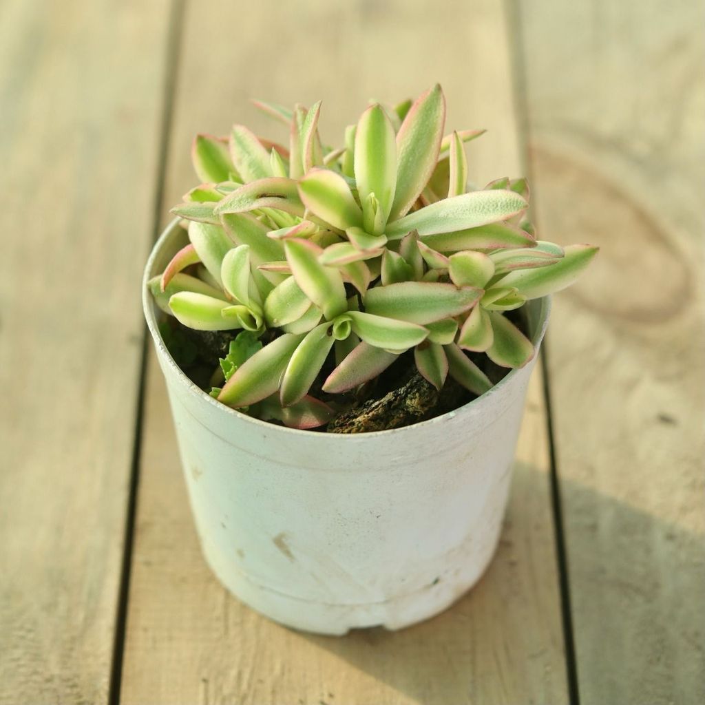 Sedum Linear Succulent in 3 Inch Nursery Pot
