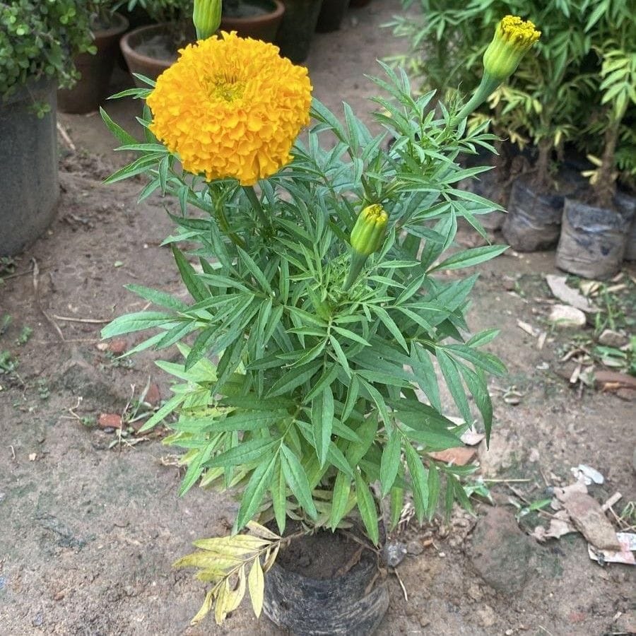 Marigold / Genda Yellow in 6 Inch Nursery Bag