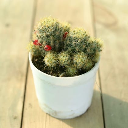 Mammillaria Prolifica Cactus in 3 Inch Nursery Pot