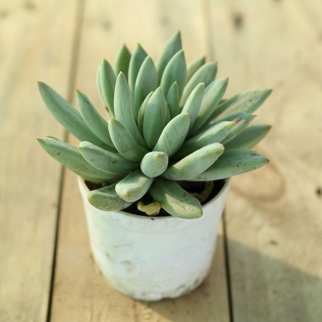 Pachyveria Glauca Succulent in 3 Inch Nursery Pot