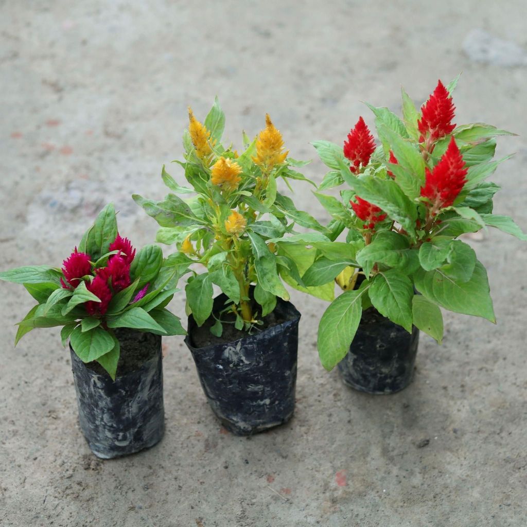 Set of 3 - Celosia / Cockscomb (Any Colour) in 4 Inch Nursery Bag