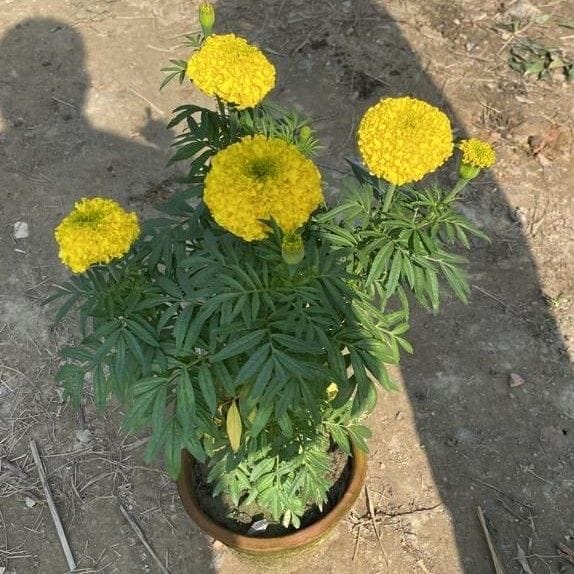Marigold / Genda Vinca Yellow in 8 Inch Terracotta Pot