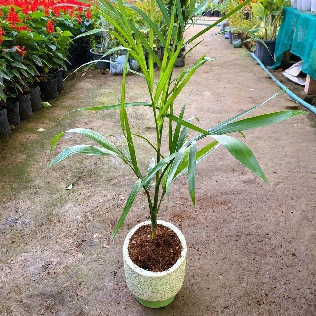 Cane Palm in 6 Inch Designer Round Ceramic Pot (colour & Design may vary)