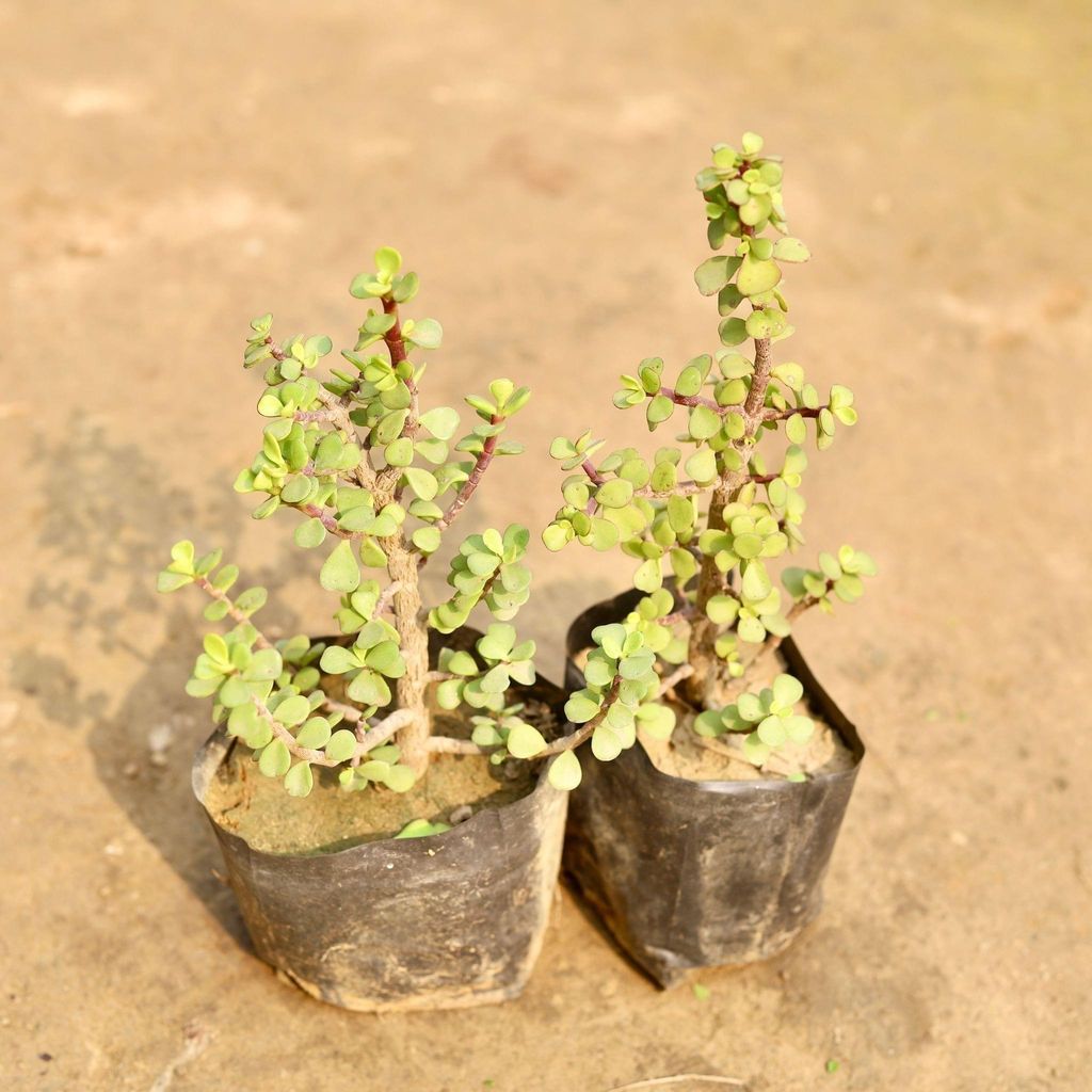 Set of 2 - Jade Plant in 4 Inch Nursery Bag