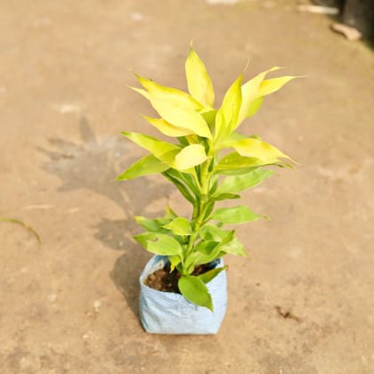 Buy Lucky Bamboo in 4 Inch Nursery Bag Online | Urvann.com