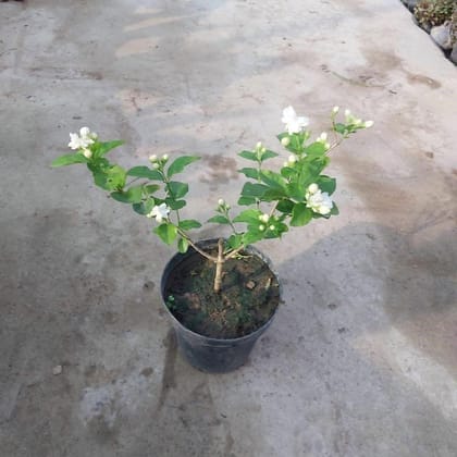 Buy Motiya Jasmine in 6 Inch Nursery Pot Online | Urvann.com