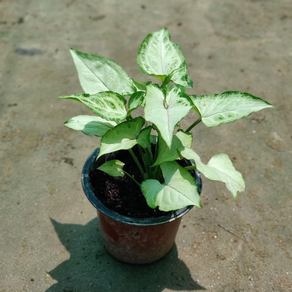 Syngonium White in 3.5 Inch Nursery Pot