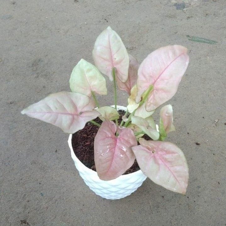 Pink Syngonium in 4 Inch Plastic Diamond Pot (any colour)