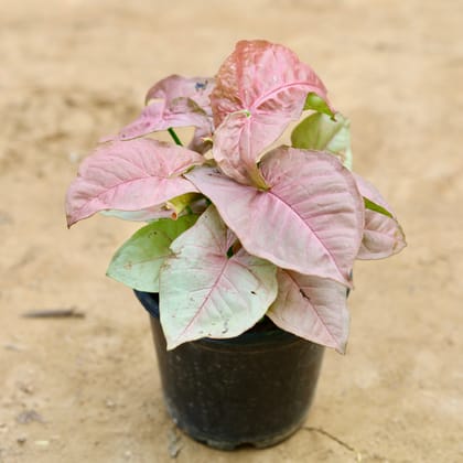 Buy Syngonium Pink in 5 Inch Plastic Pot Online | Urvann.com