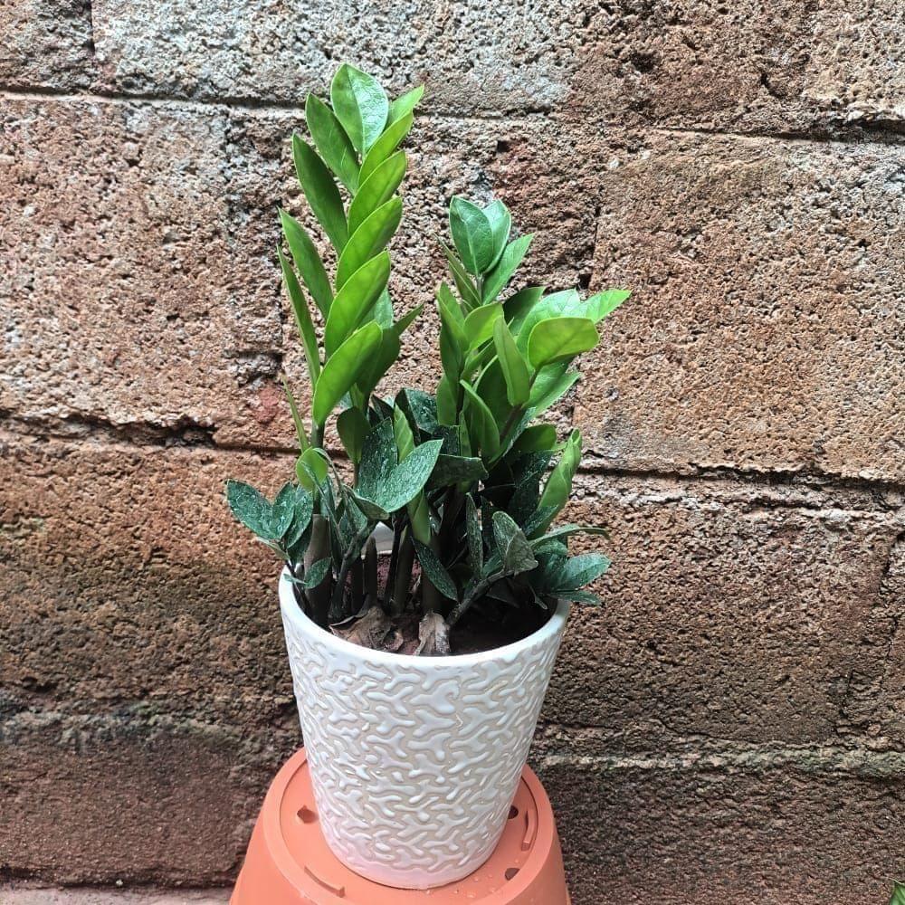 Zz Green in 5 Inch Ceramic Pot (colour & design may vary)