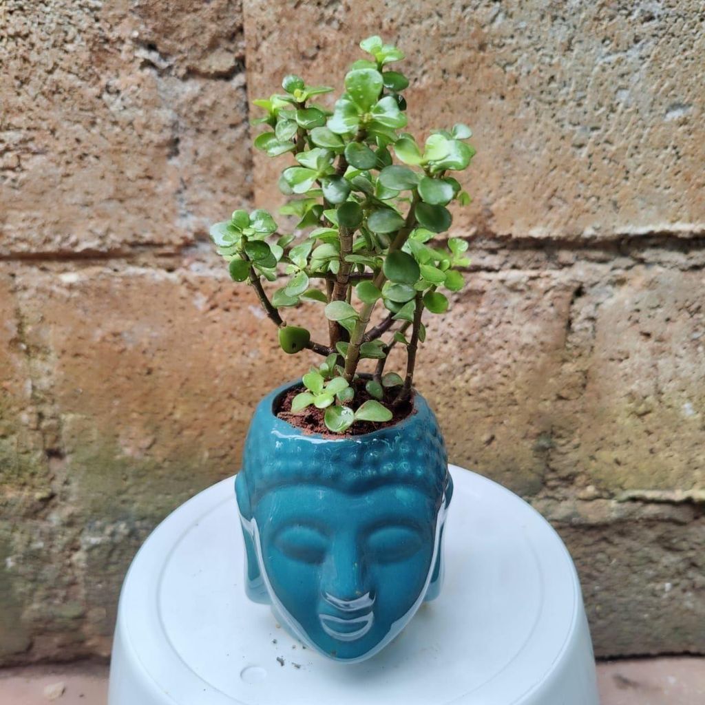 Jade in 4 Inch Buddha Designer Ceramic Pot (any colour)