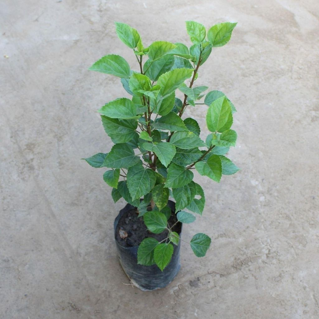 Hibiscus Bangalorey (any colour) in 8 Inch Nursery Bag