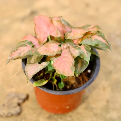 Syngonium Pink in 5 Inch Nursery Pot