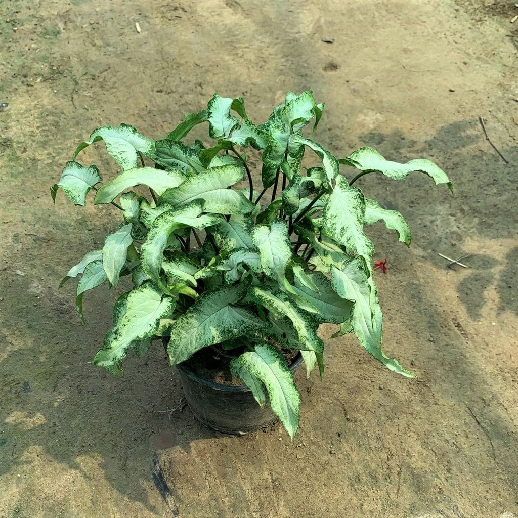 Syngonium Butterfly in 5 Inch Nursery Pot
