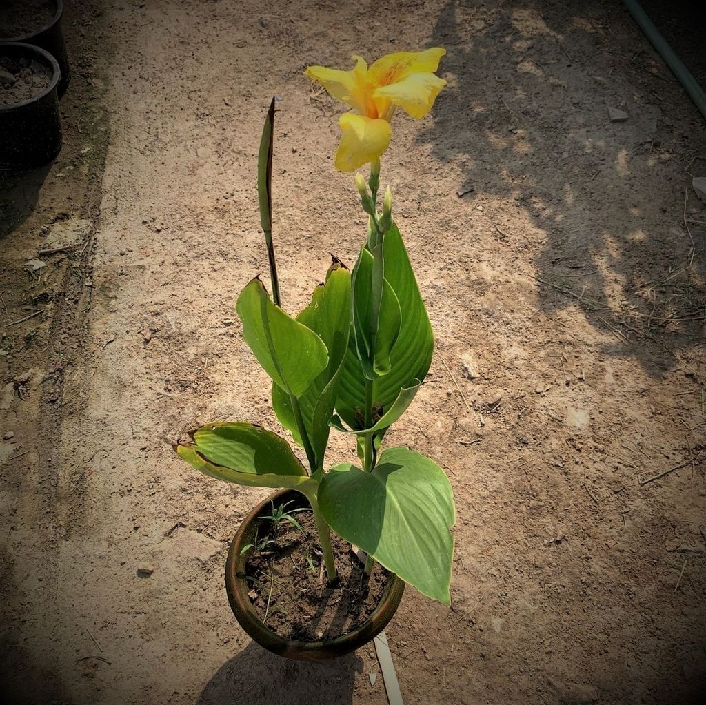 Canna Yellow in 8 Inch Terracotta Pot
