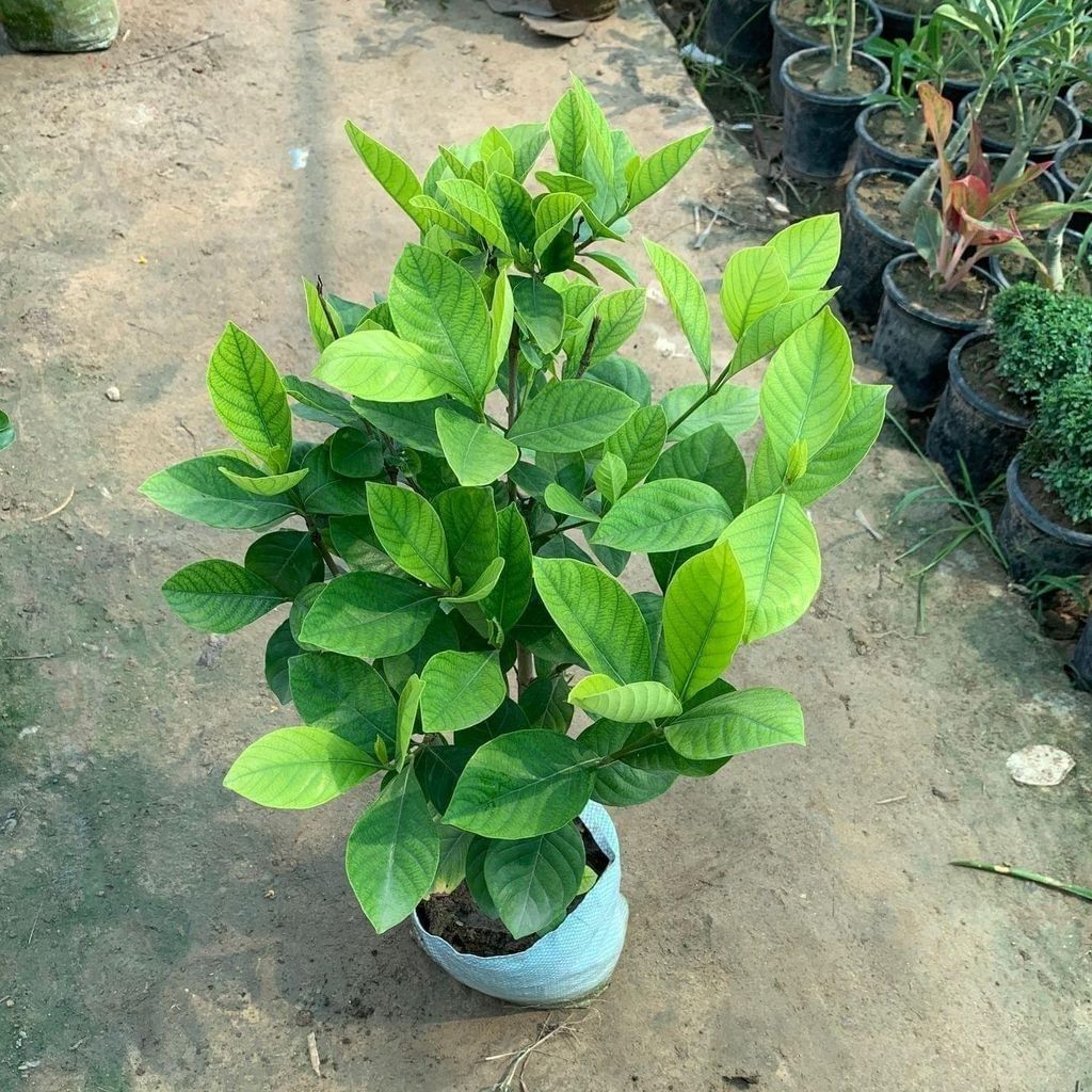 Gardenia Gandhraaj (any colour) in 8 Inch Nursery Bag