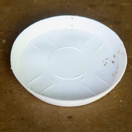 Buy 5 Inch White Plastic Tray / Plate - To keep under the Pot Online | Urvann.com