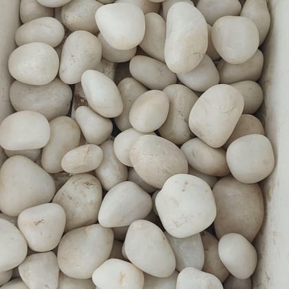 Buy Decorative Large Off White Pebbles - 1 Kg Online | Urvann.com