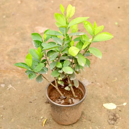 Buy Gardenia / Gandhraaj (any colour) in 5 Inch Plastic Pot Online | Urvann.com