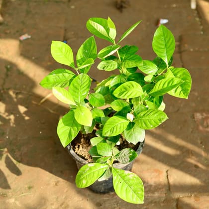 Buy Gandhraaj / Gardenia (any colour) in 8 Inch Plastic Pot Online | Urvann.com
