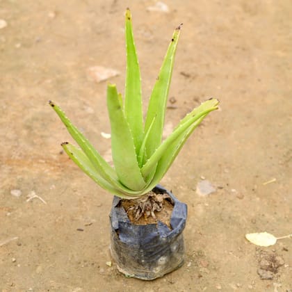 Buy Aloe Vera  in 4 Inch Nursery Bag Online | Urvann.com