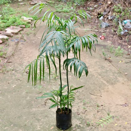 Buy Bamboo Palm (~ 1 Ft) in 10 Inch Nursery Bag Online | Urvann.com