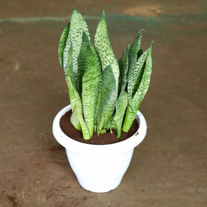 Buy Snake Green in 10 Inch Classy White Plastic Pot Online | Urvann.com