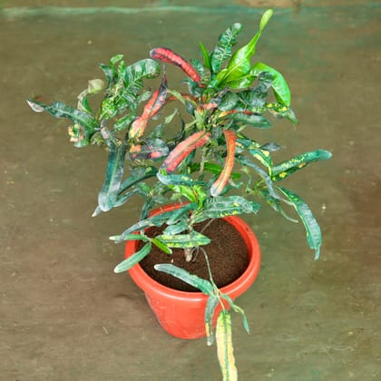 Buy Lauren�s Rainbow Croton in 10 Inch Classy Red Plastic Pot Online | Urvann.com