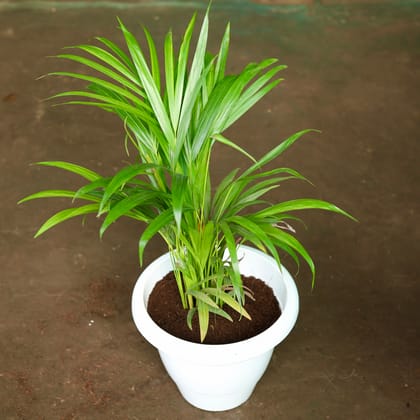 Buy Areca Palm Dwarf in 10 Inch Classy White Plastic Pot Online | Urvann.com