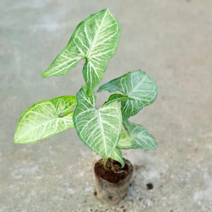 Buy Syngonium Green Arrowhead In 4 Inch Nursery bag Online | Urvann.com