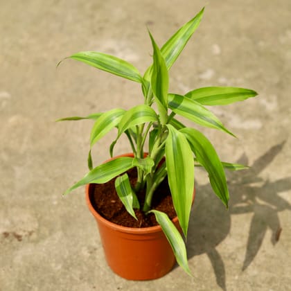 Buy Lucky Bamboo In 6 Inch Red Nursery Pot Online | Urvann.com