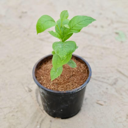 Buy Bel Patra in 6 Inch Nursery Pot Online | Urvann.com