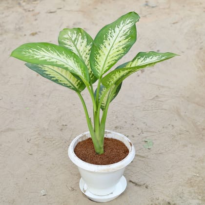 Buy Dieffenbachia Amoena in 10 Inch Classy White Plastic Pot With Plate Online | Urvann.com