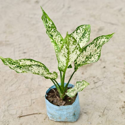 Buy Aglaonema snow white in 4 Inch Nursery Bag Online | Urvann.com